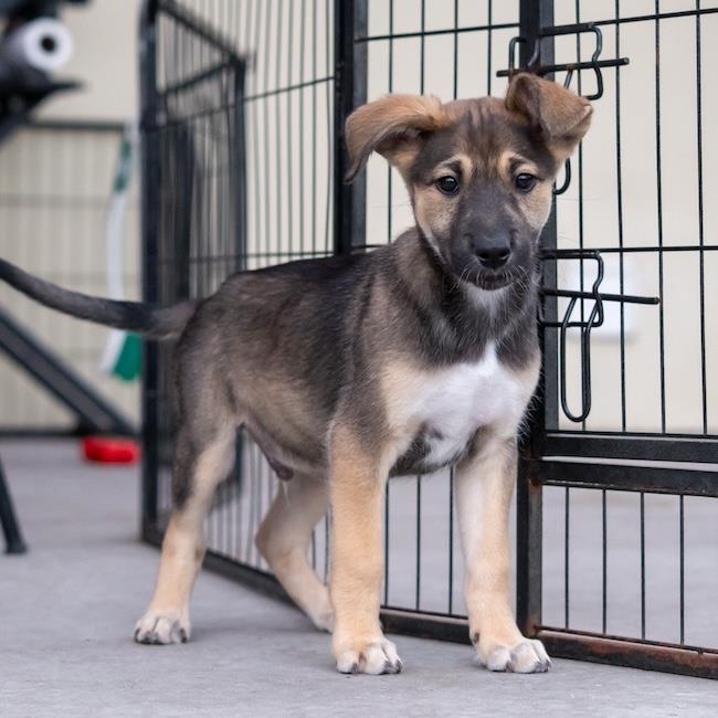 Enlarge Chicago Pup - Bears, a Adoptable mixed breed in San Diego, CA image 2/3