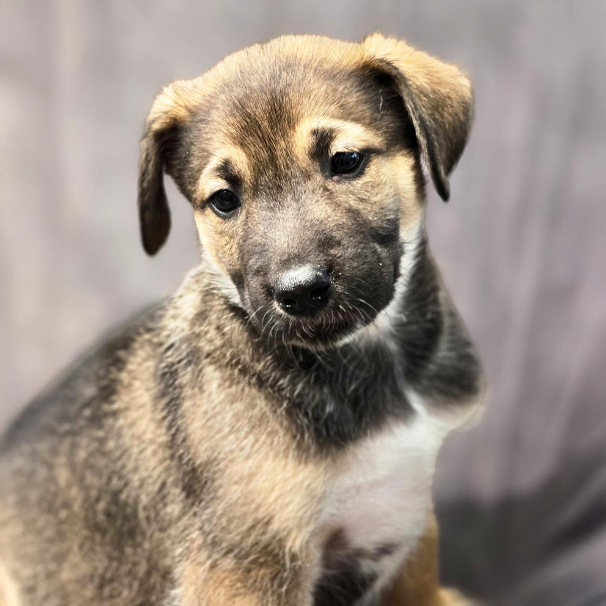 Enlarge Chicago Pup - Bears, a Adoptable mixed breed in San Diego, CA image 3/3
