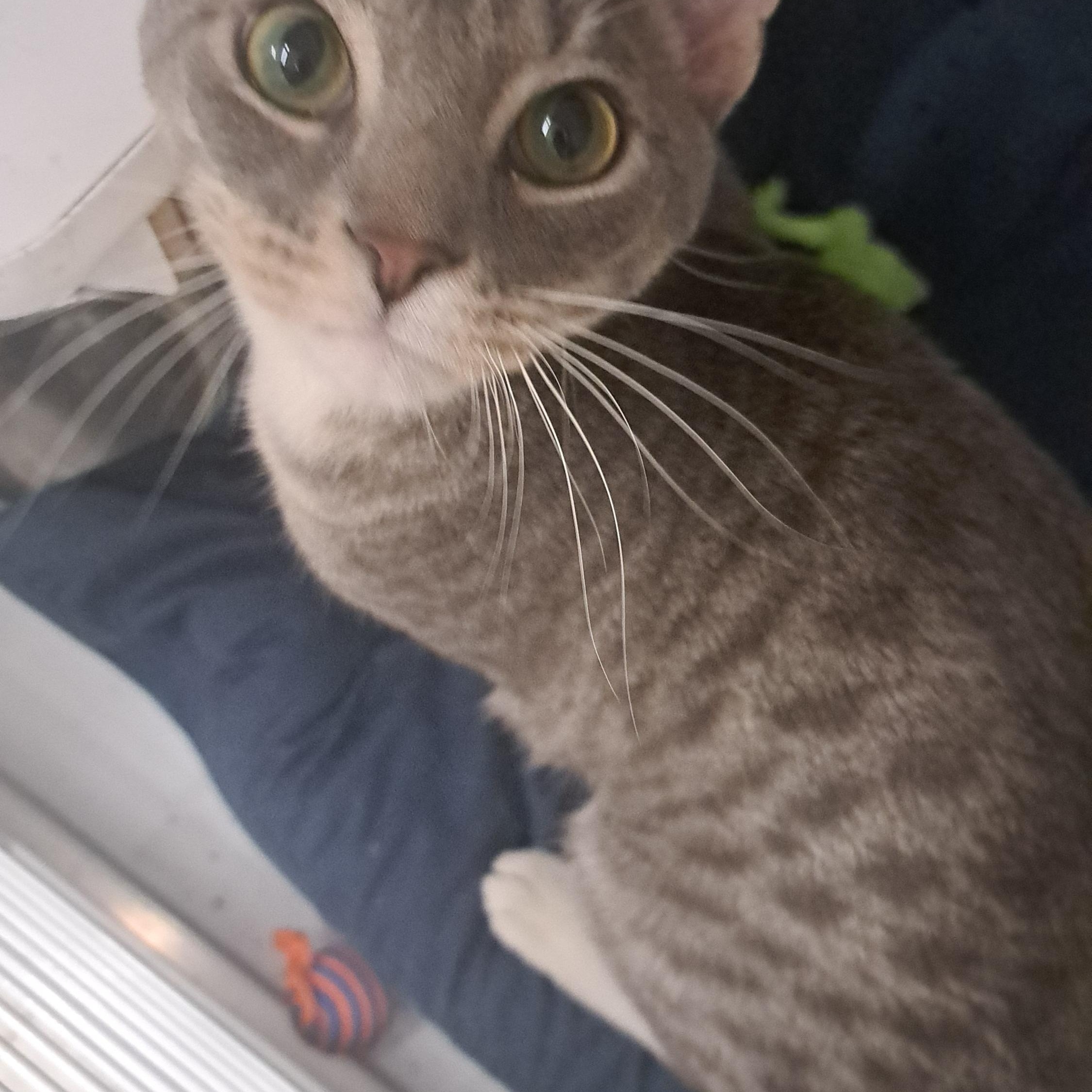 Sherlock Holmes, adopted, Adult Male Domestic Short Hair.