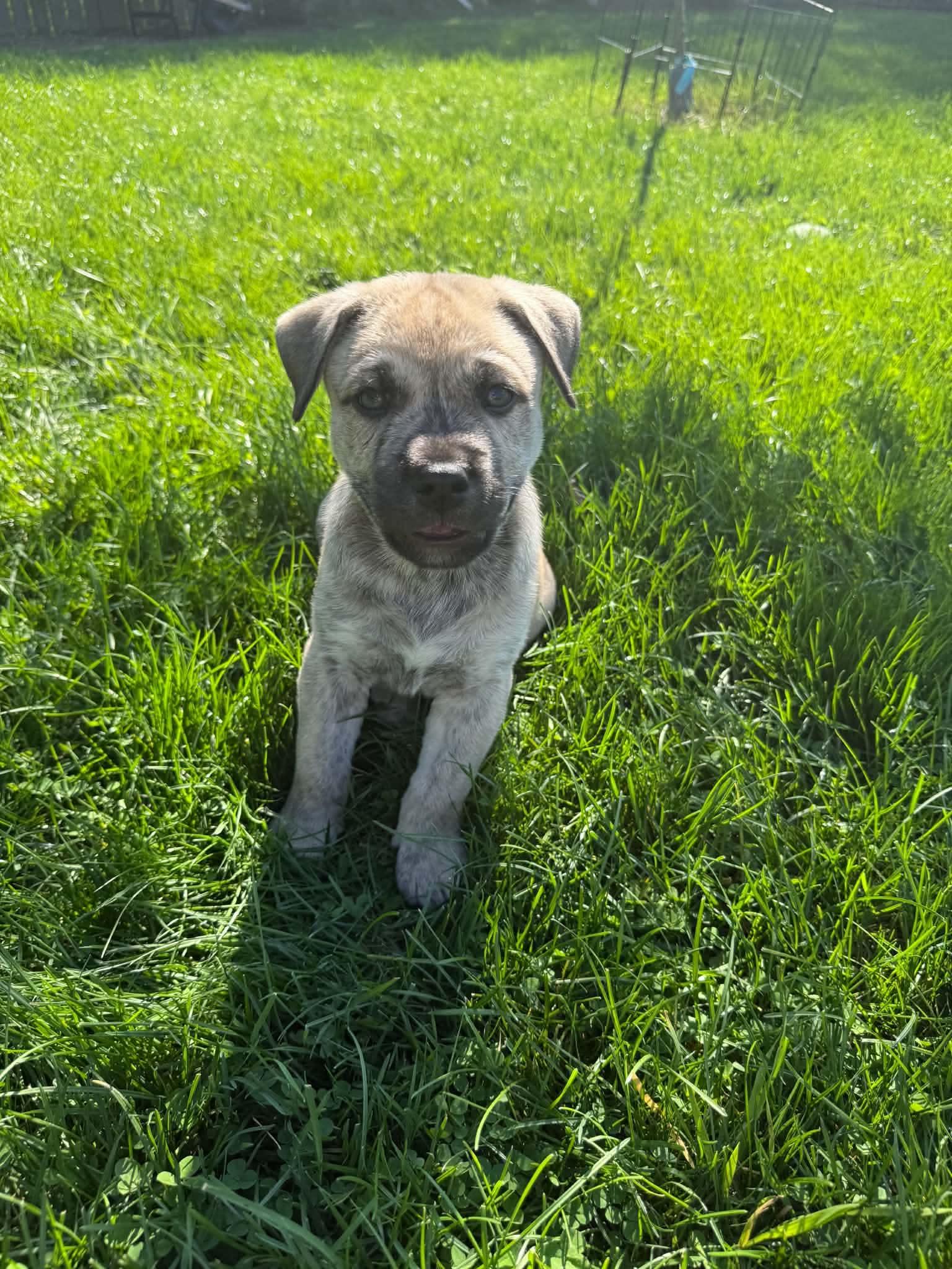 Enlarge Rocky, a Adoptable mixed breed in South Elgin, IL image 2/4
