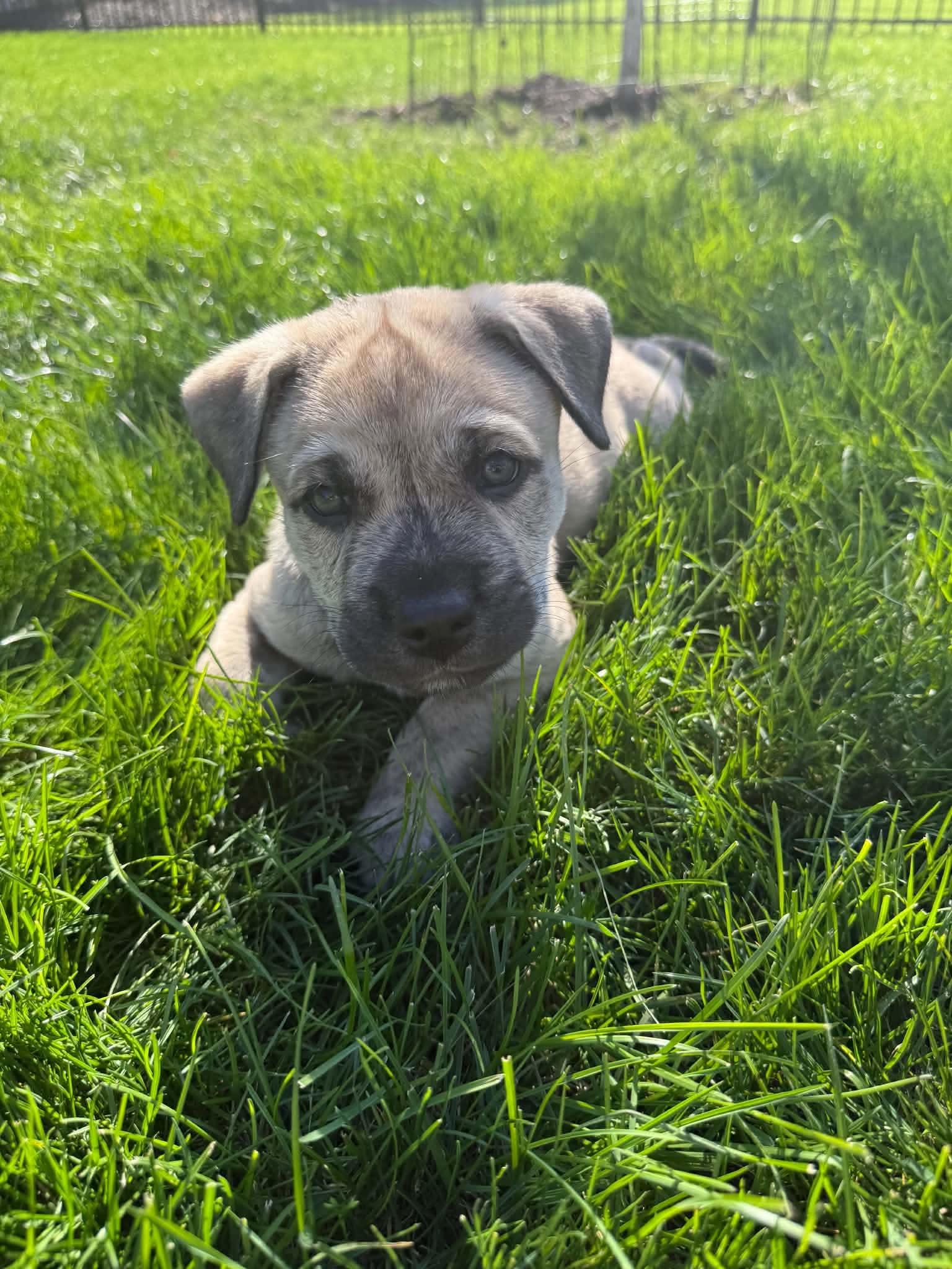 Enlarge Rocky, a Adoptable mixed breed in South Elgin, IL image 4/4