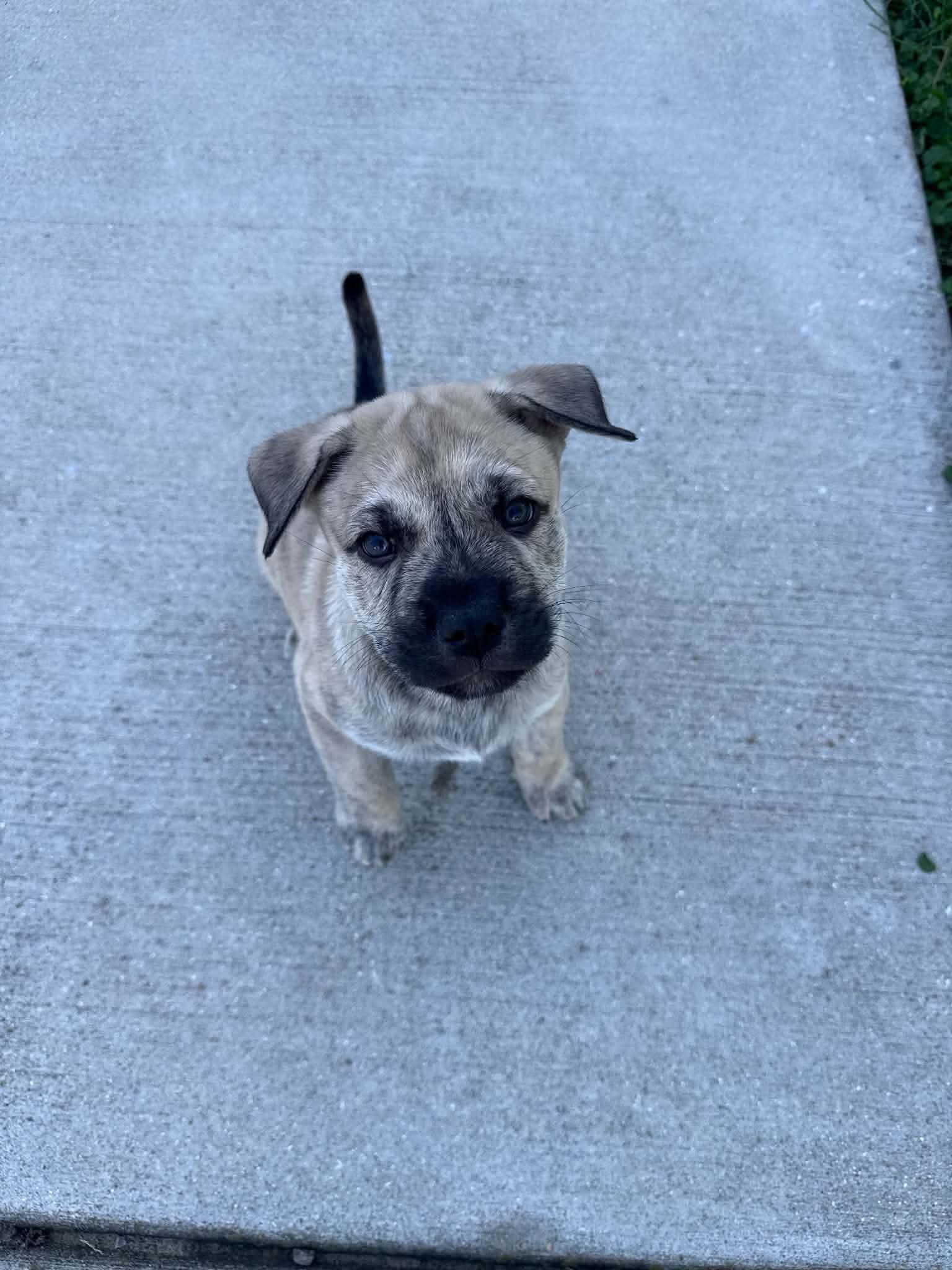 Enlarge Rocky, a Adoptable mixed breed in South Elgin, IL image 3/4