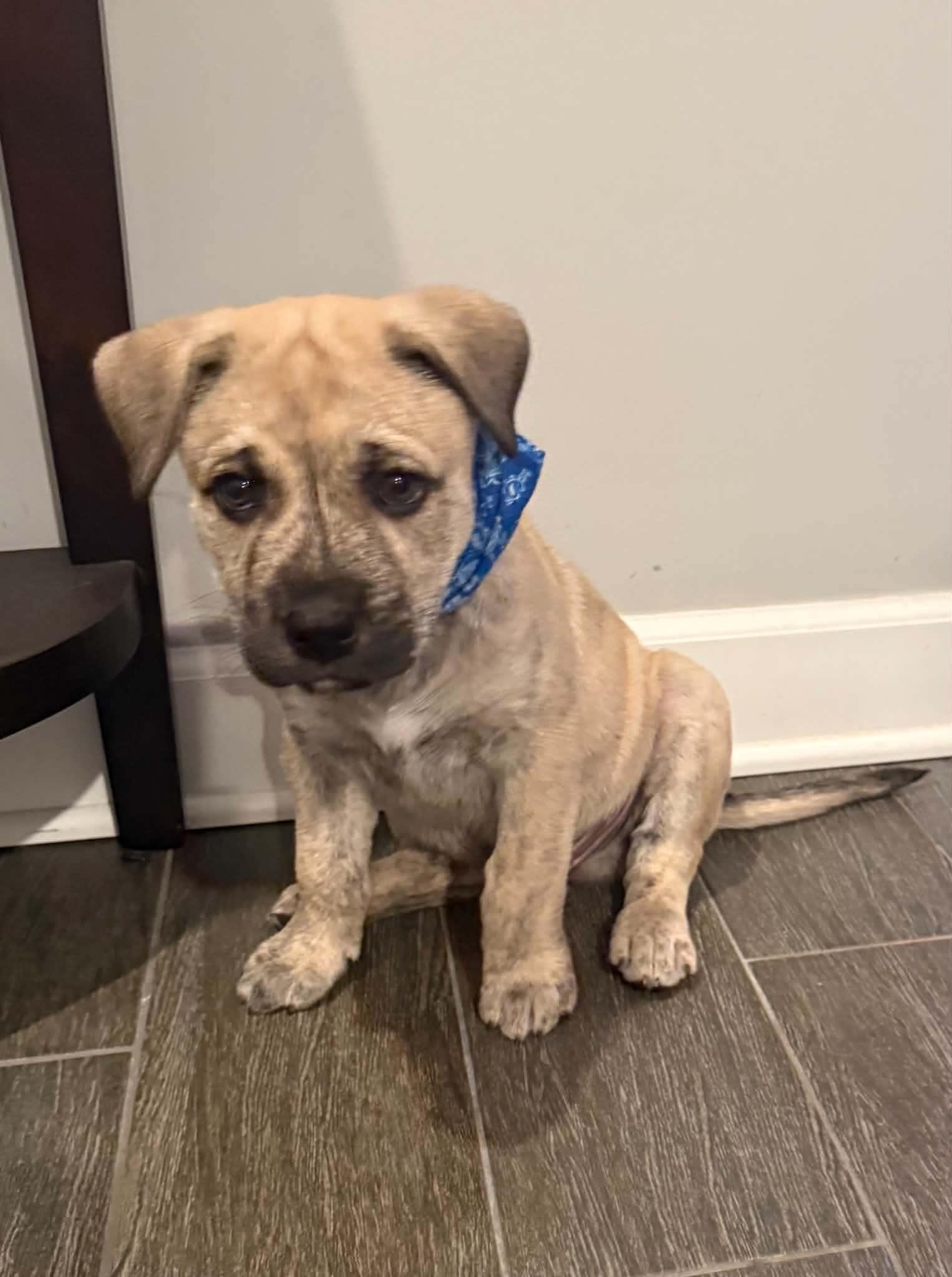 Enlarge Rocky, a Adoptable mixed breed in South Elgin, IL image 1/4
