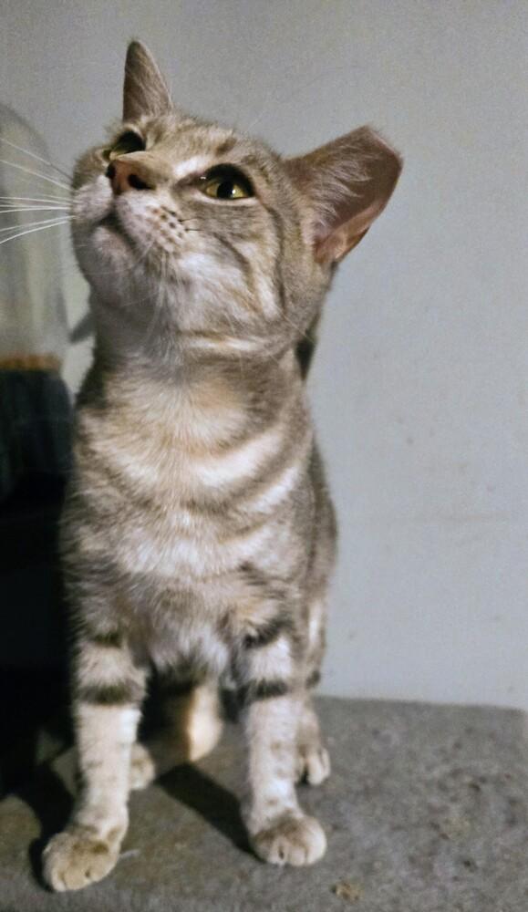 Enlarge Little Grey, a Adoptable Domestic Short Hair in Kinston, NC image 1/2