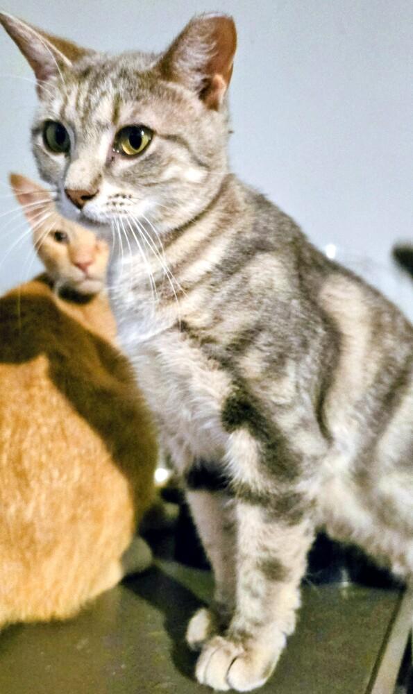 Enlarge Little Grey, a Adoptable Domestic Short Hair in Kinston, NC image 2/2