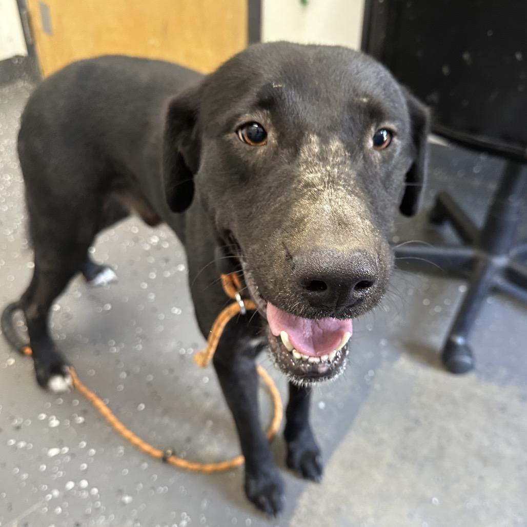 Enlarge Coal *AVAILABLE IN FOSTER*, a Adoptable Mixed Breed in Columbiana, AL image 1/2
