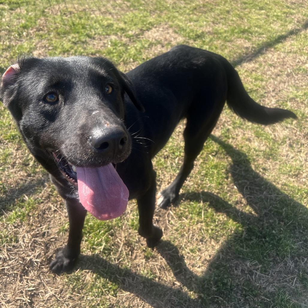 Enlarge Coal, a Adoptable Mixed Breed in Columbiana, AL image 3/6