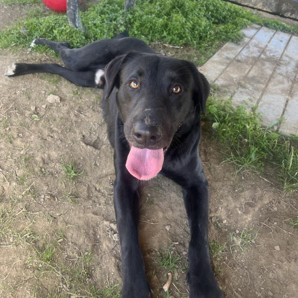 Enlarge Coal, a Adoptable Mixed Breed in Columbiana, AL image 4/6