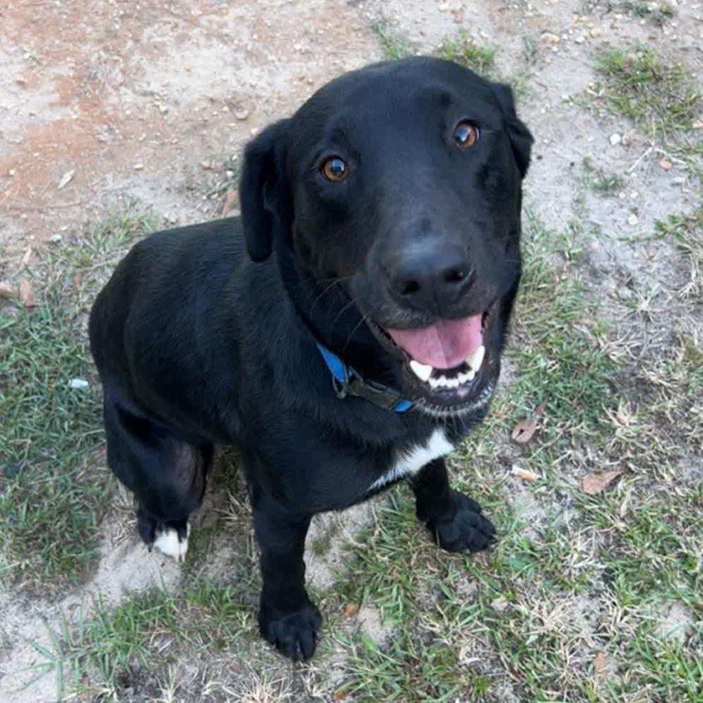 Enlarge Coal *AVAILABLE IN FOSTER*, a Adoptable Mixed Breed in Columbiana, AL image 2/2