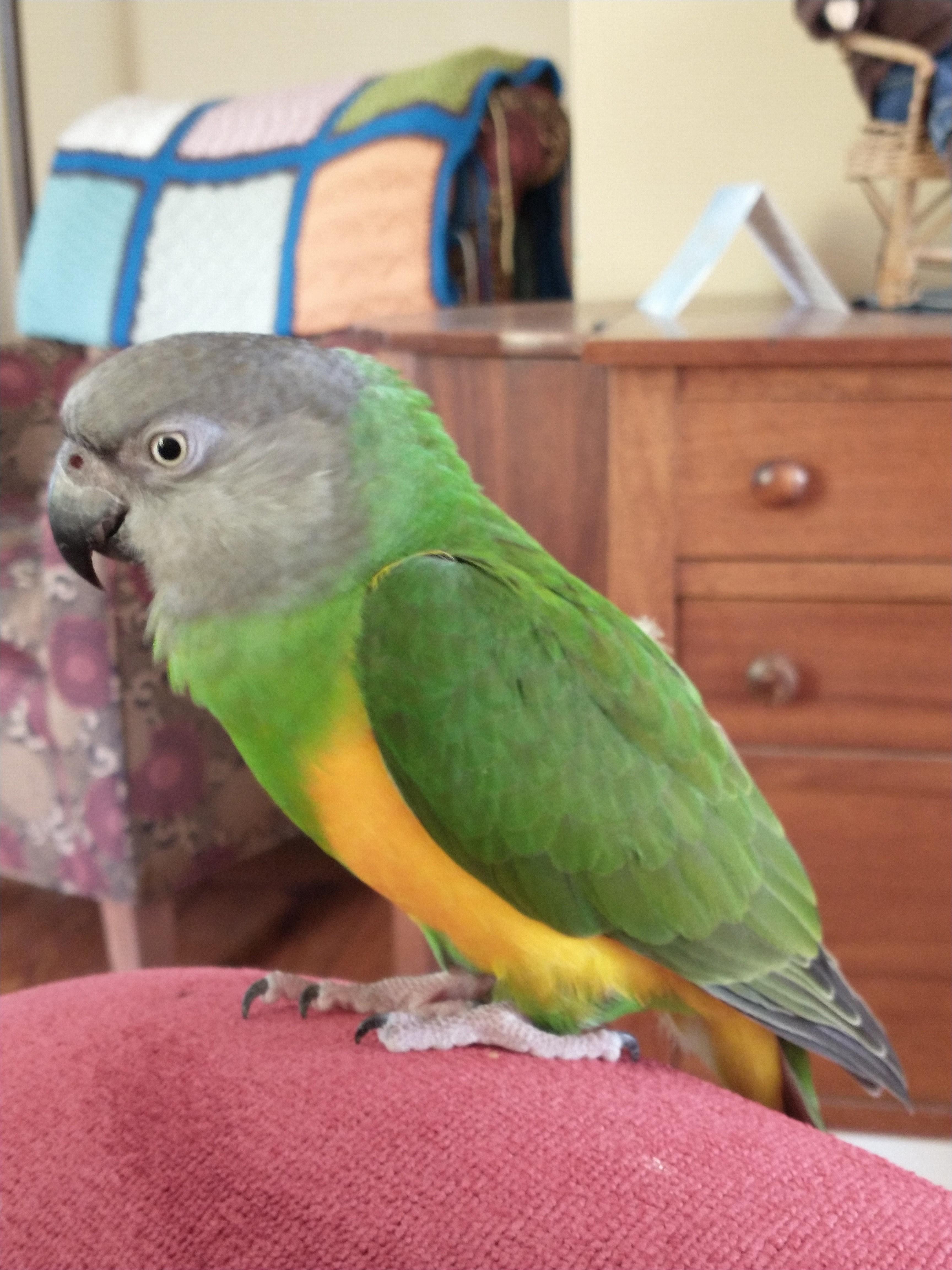 Jasper, Adult Male unknown