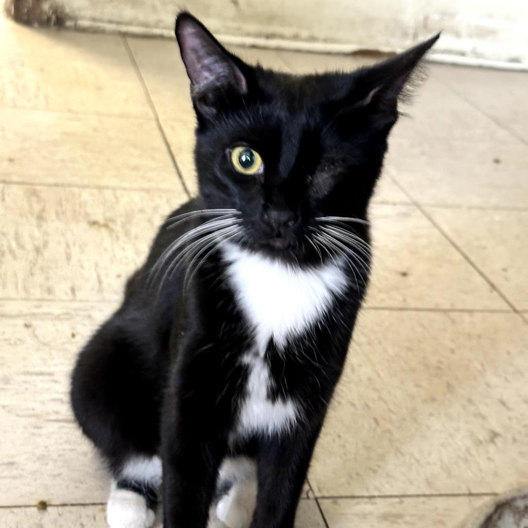 Rowan — thumbnail 2