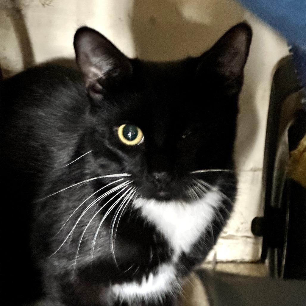 Rowan — thumbnail 3