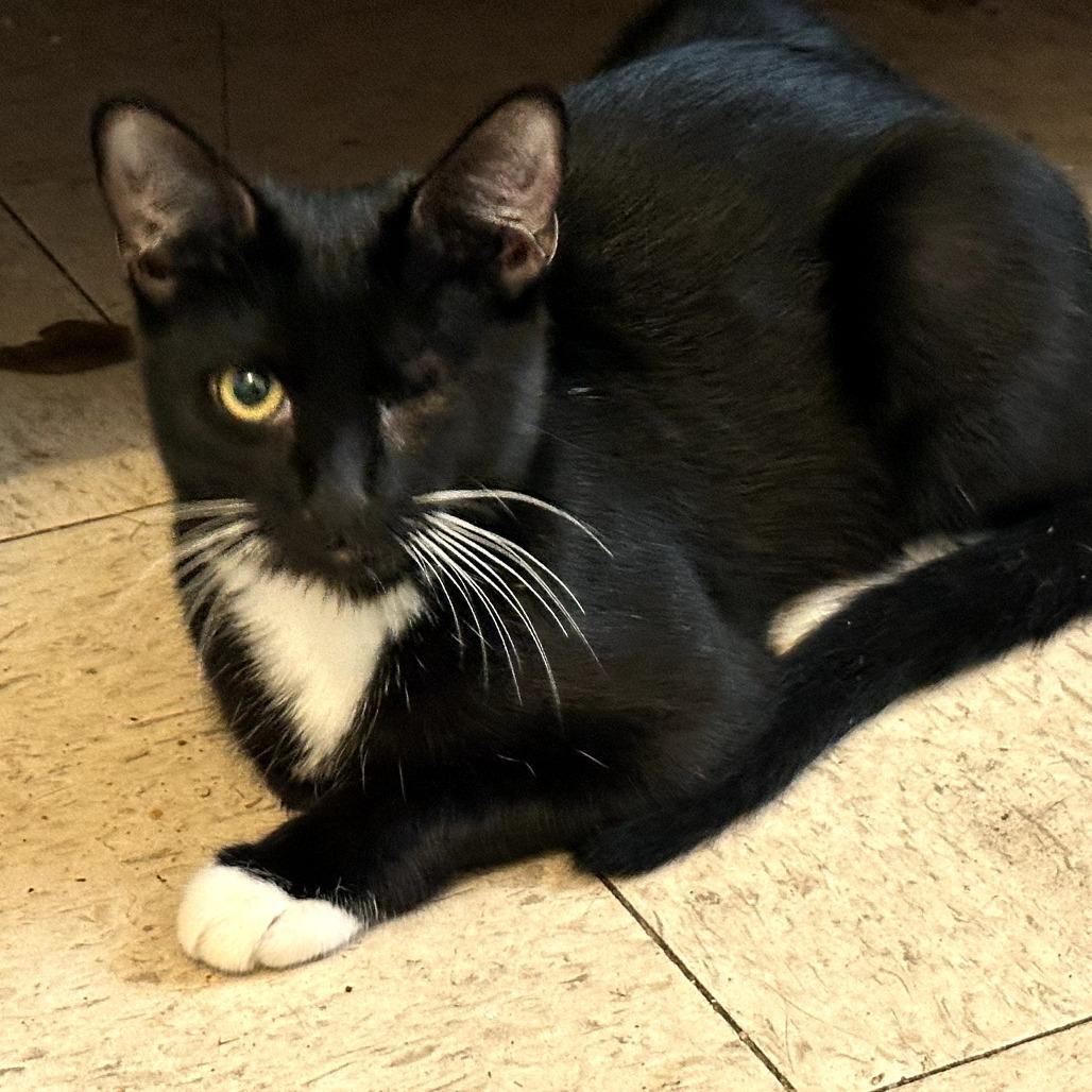 Rowan — thumbnail 4