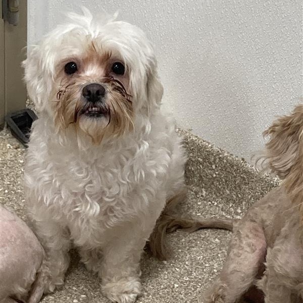 Enlarge Zoie, an adopted mixed breed in Prince Frederick, MD image 2/2