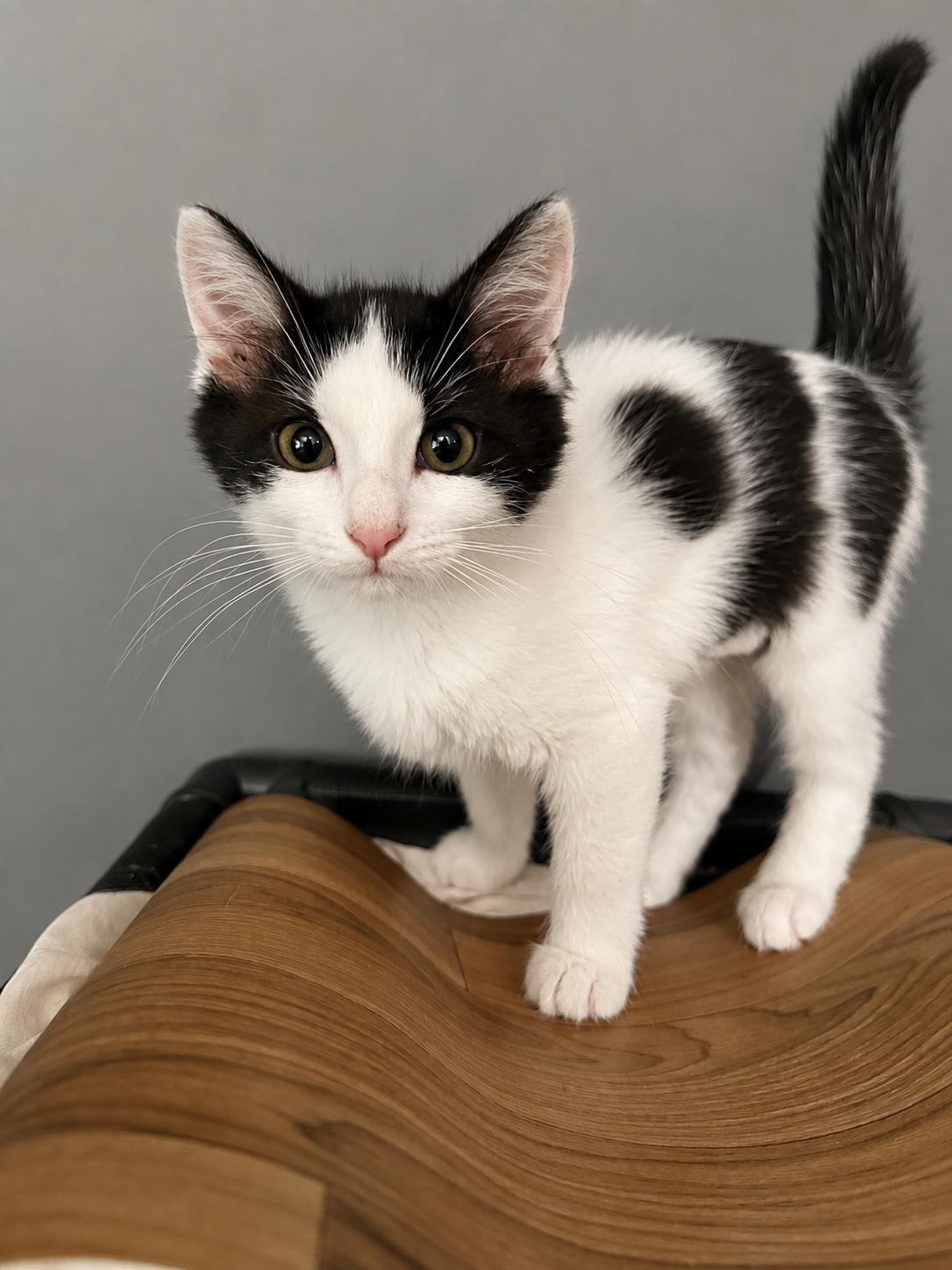 Priincess, Adopted, Kitten Female Domestic Medium Hair.