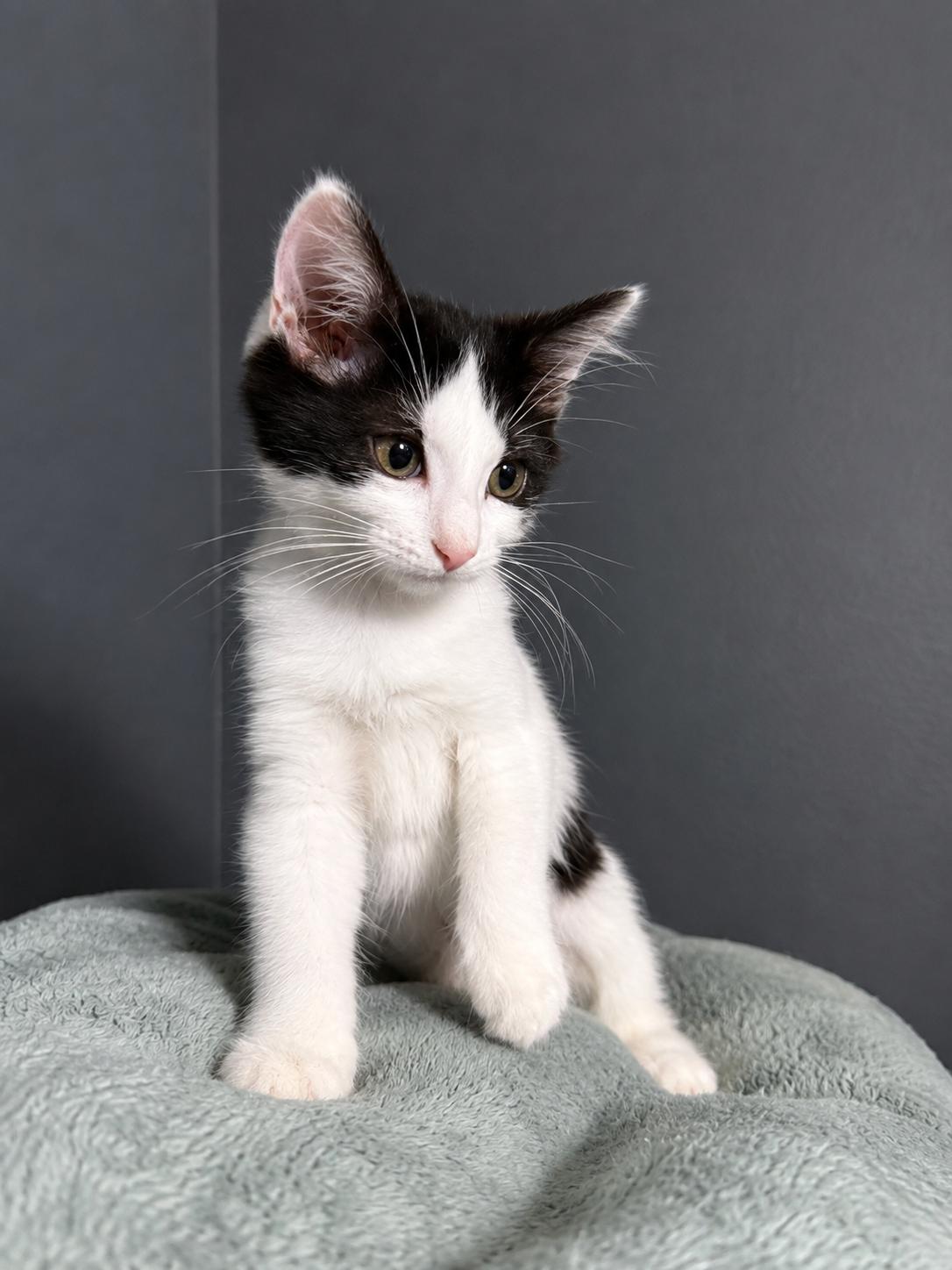 Priincess, a Adopted Domestic Medium Hair in Rio Linda, CA image 2/5