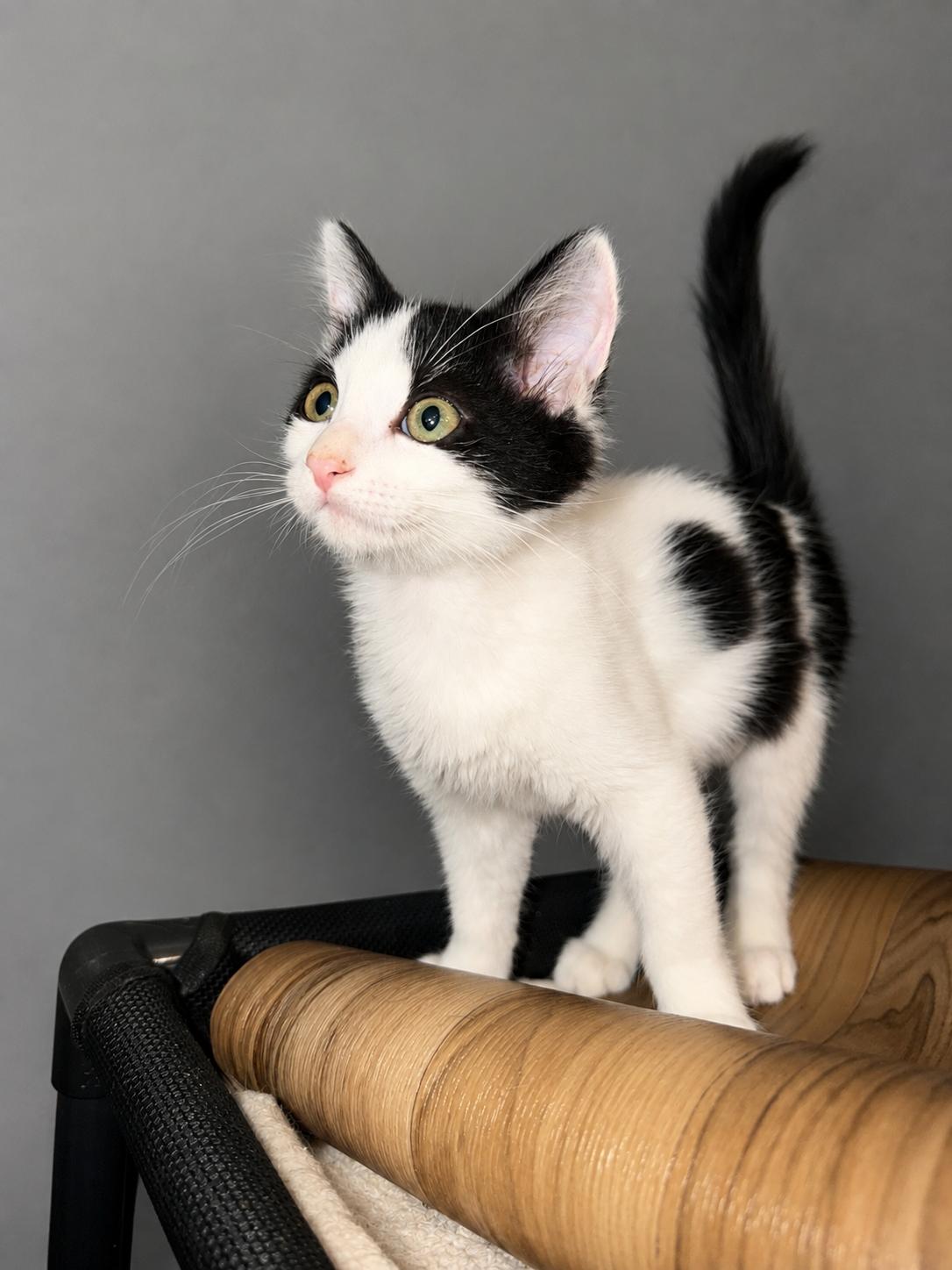 Priincess, a Adopted Domestic Medium Hair in Rio Linda, CA image 3/5