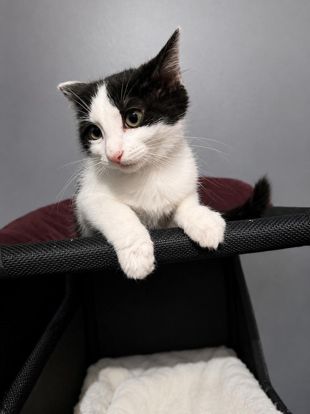 Priincess, a Adopted Domestic Medium Hair in Rio Linda, CA image 4/5