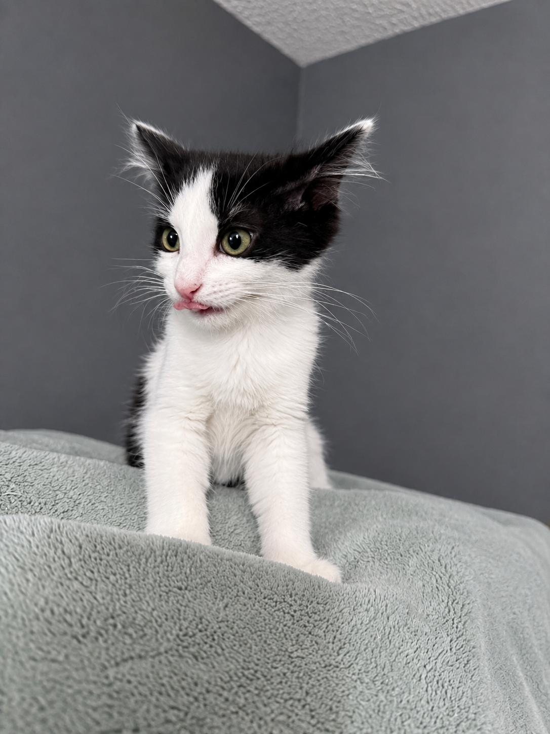 Priincess, a Adopted Domestic Medium Hair in Rio Linda, CA image 5/5