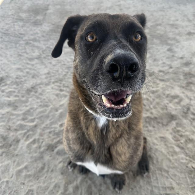 Enlarge TANYA, a Adoptable mixed breed in Thousand Palms, CA image 1/1