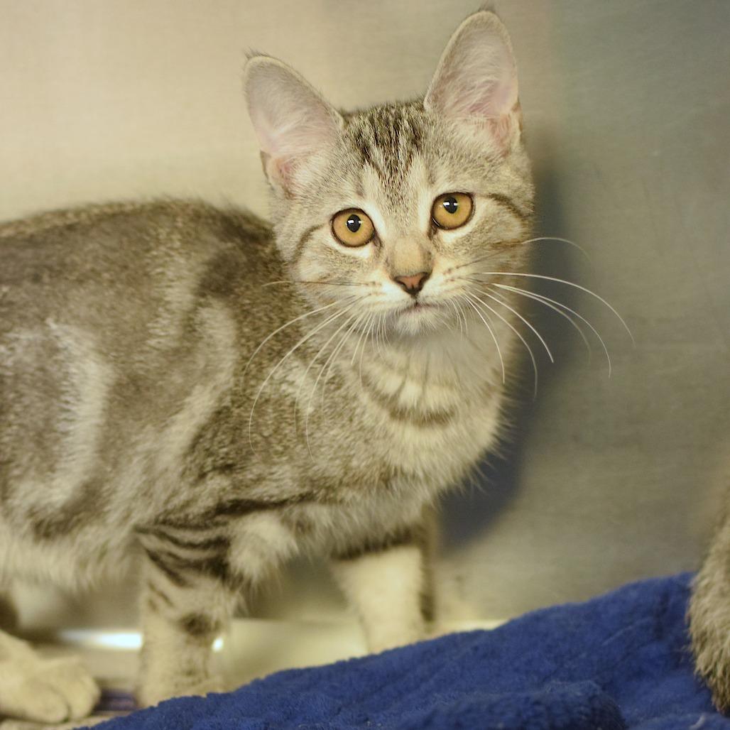 Dipp - Dog Day Afternoon, Adoptable, Kitten Female Domestic Short Hair.