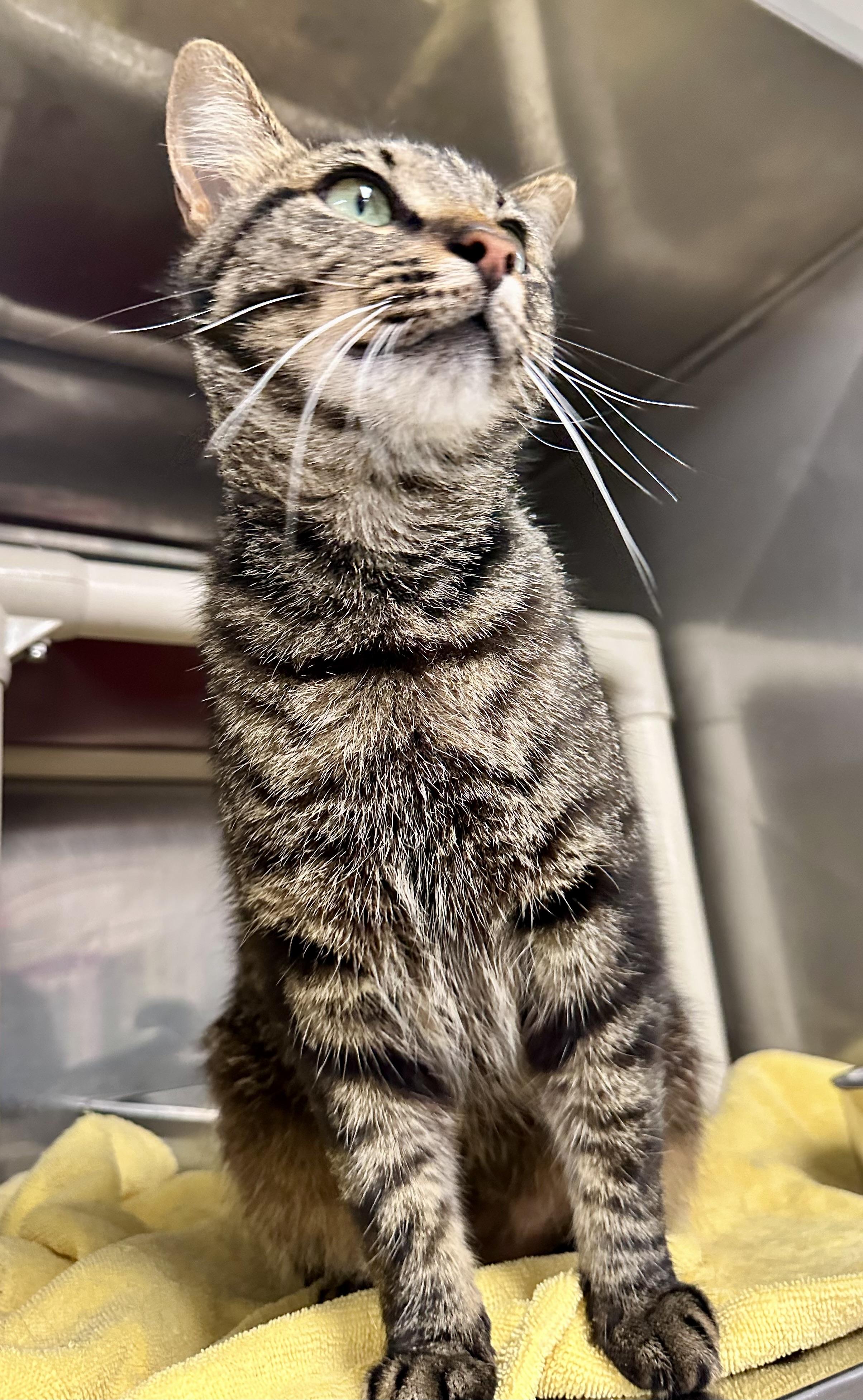Espresso, Young Female Domestic Short Hair