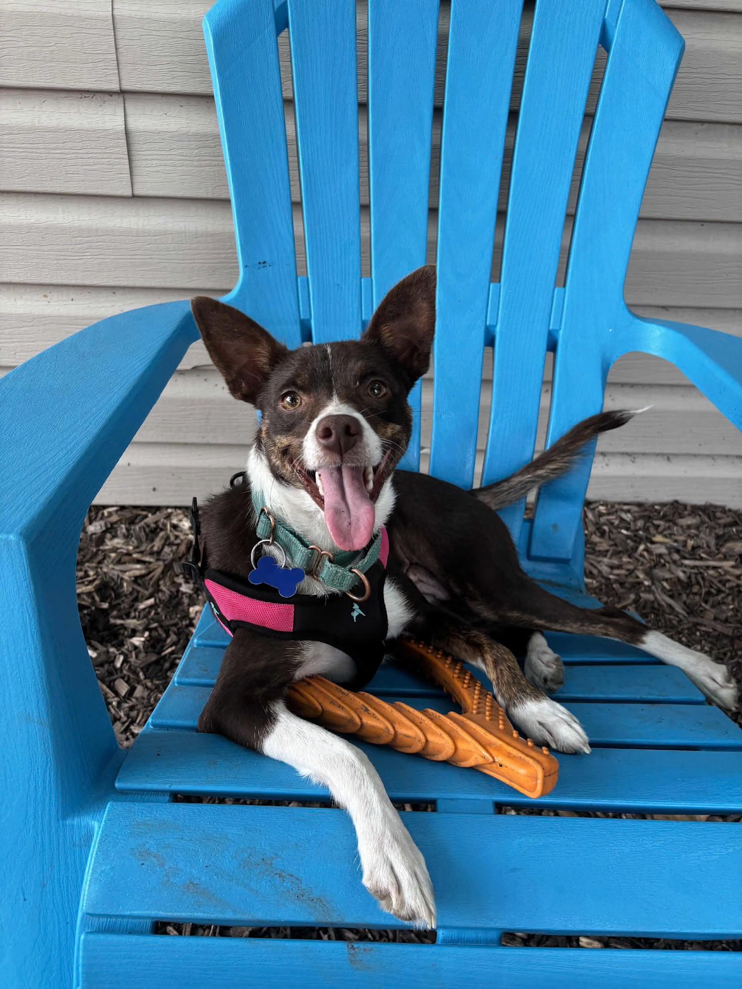 Waffles, an adopted mixed breed in Columbia, MO image 2/5