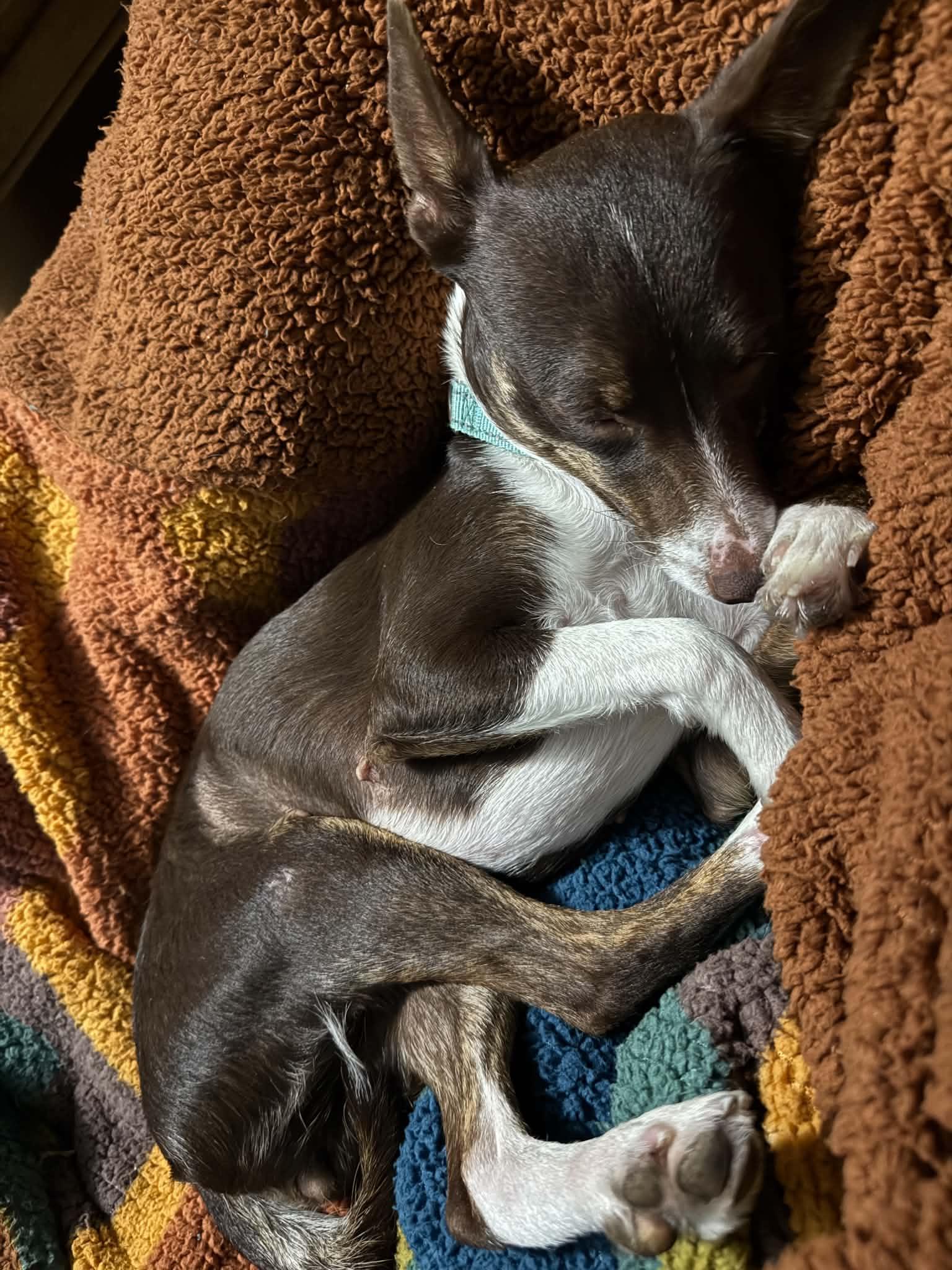 Waffles, an adopted mixed breed in Columbia, MO image 5/5