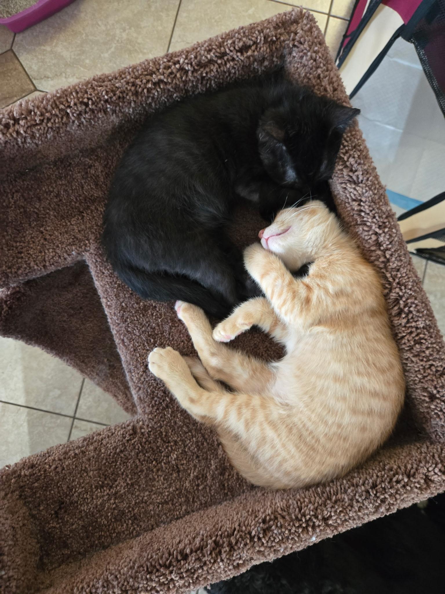 Enlarge Ziggy, a ADOPTABLE Domestic Short Hair in Riverside, CA image 4/5