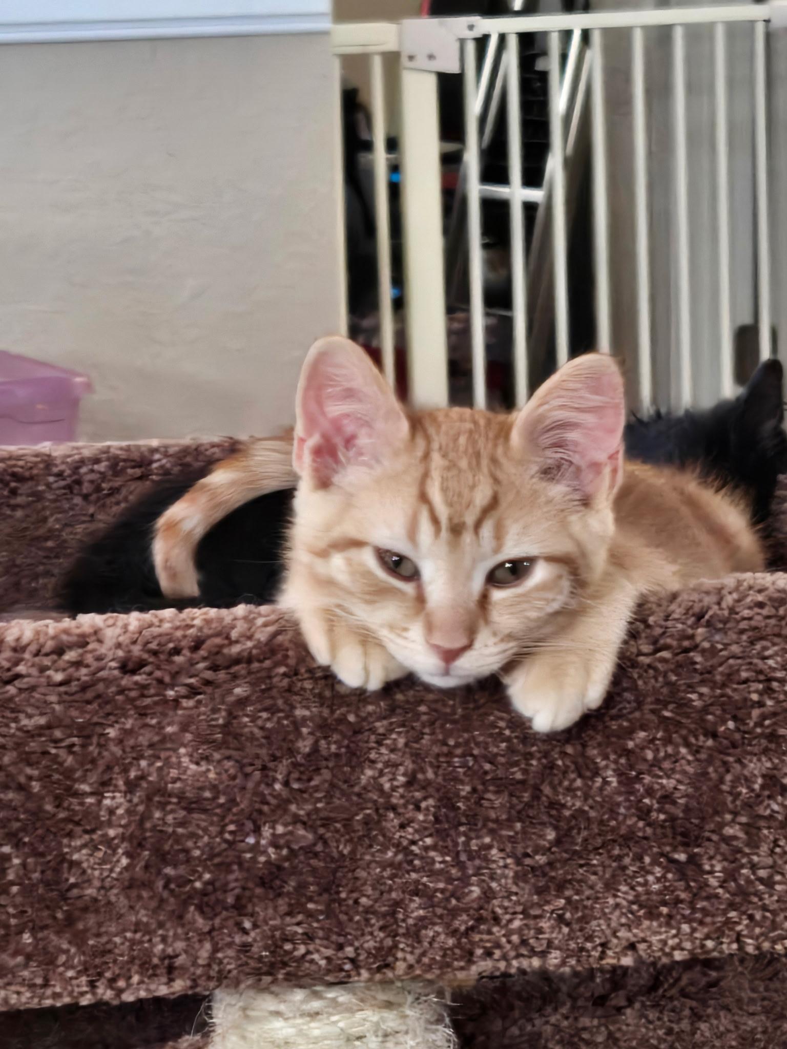 Enlarge Ziggy, a ADOPTABLE Domestic Short Hair in Riverside, CA image 5/5