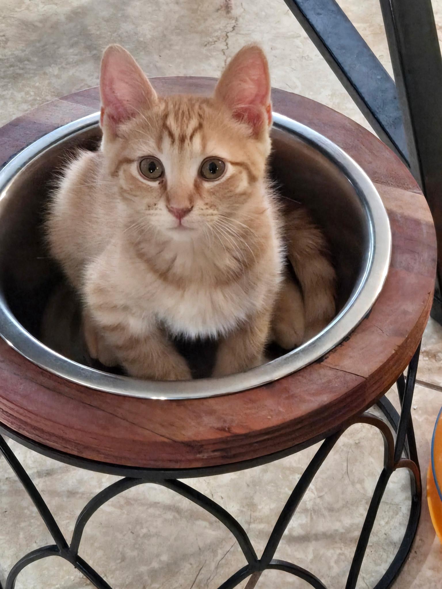 Ziggy, ADOPTABLE, Kitten Male Domestic Short Hair.