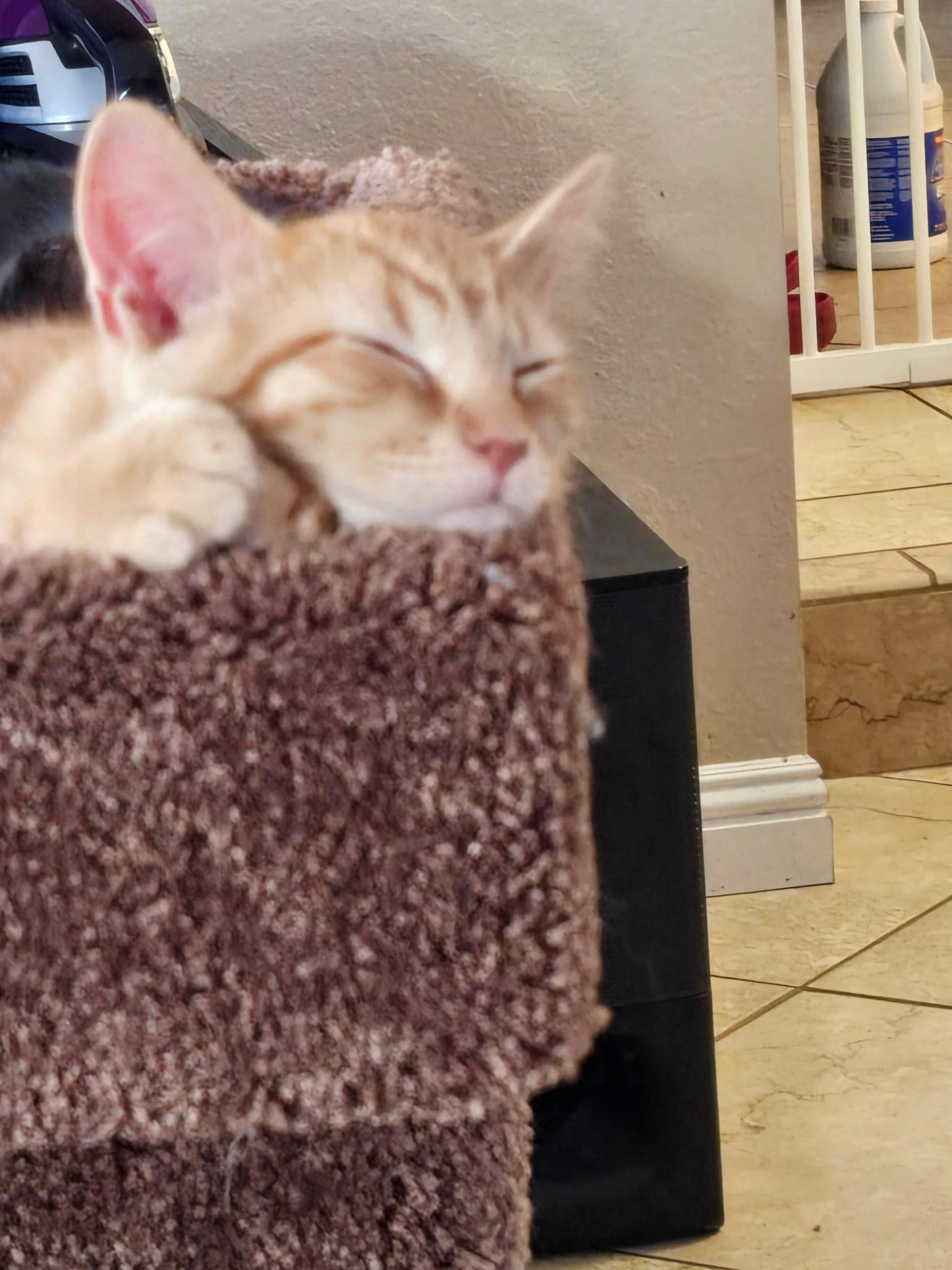 Enlarge Ziggy, a ADOPTABLE Domestic Short Hair in Riverside, CA image 2/5