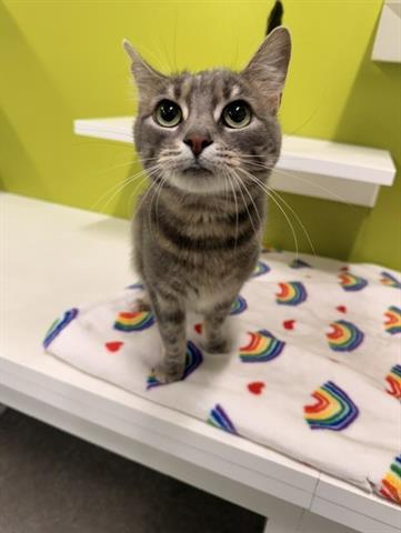 VIXEN, Adoptable, Adult Female Domestic Short Hair.