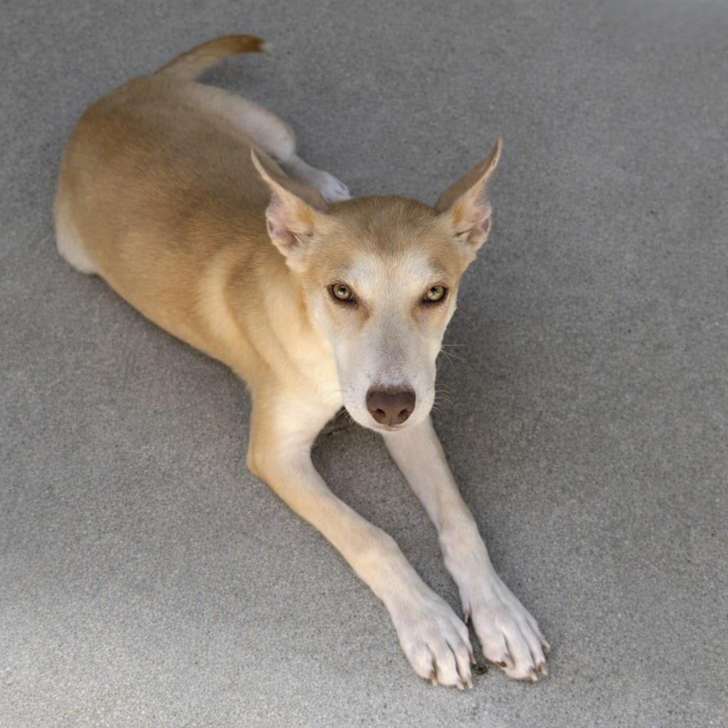 Diamond, a Adoptable mixed breed in Brenham, TX image 2/6