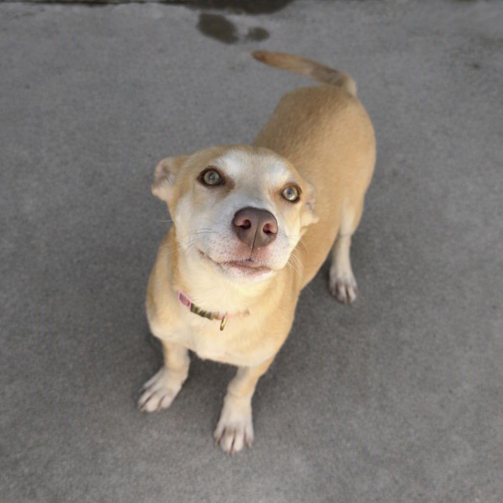 Diamond, a Adoptable mixed breed in Brenham, TX image 3/6
