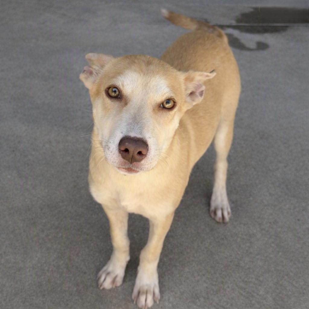 Diamond, a Adoptable mixed breed in Brenham, TX image 4/6