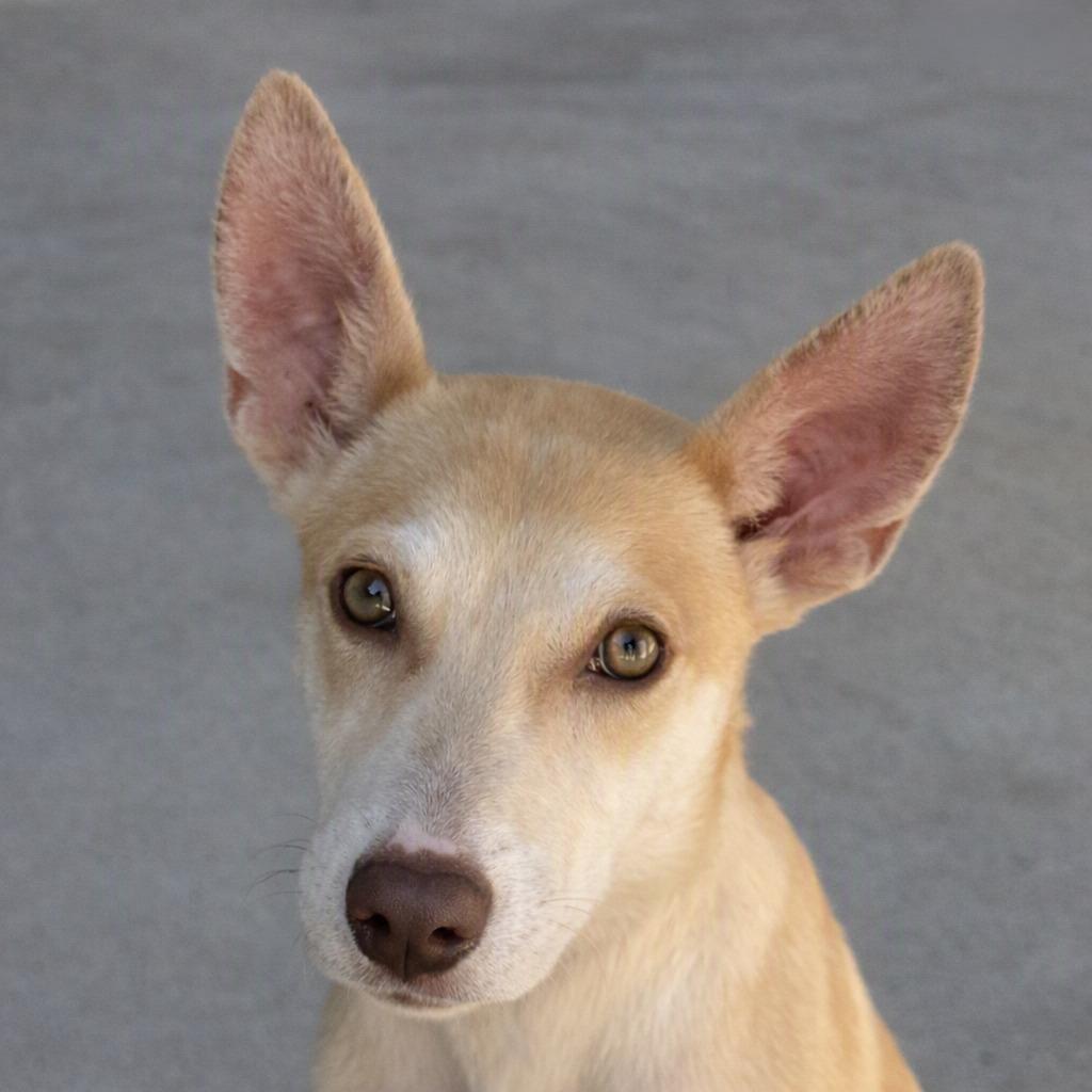 Diamond, Adoptable, Puppy Female Shepherd & Husky.