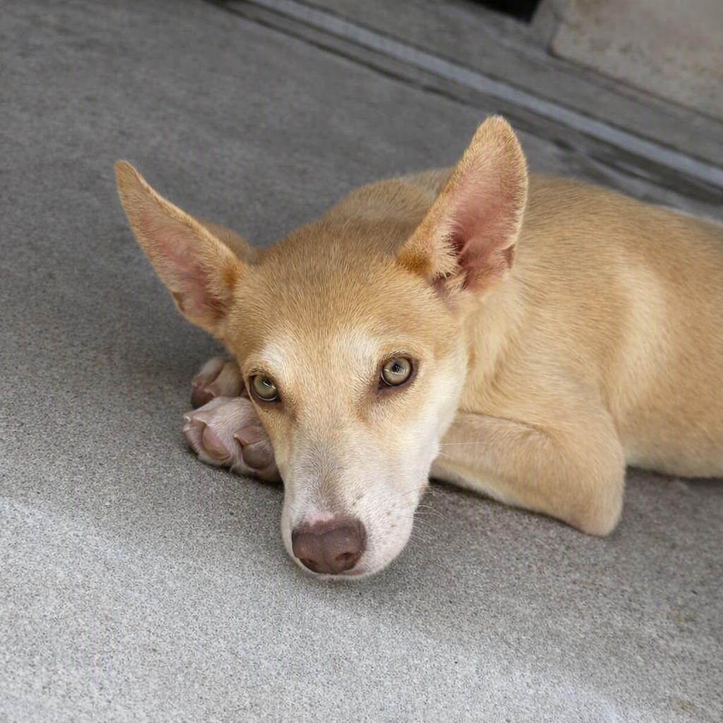 Diamond, a Adoptable mixed breed in Brenham, TX image 5/6