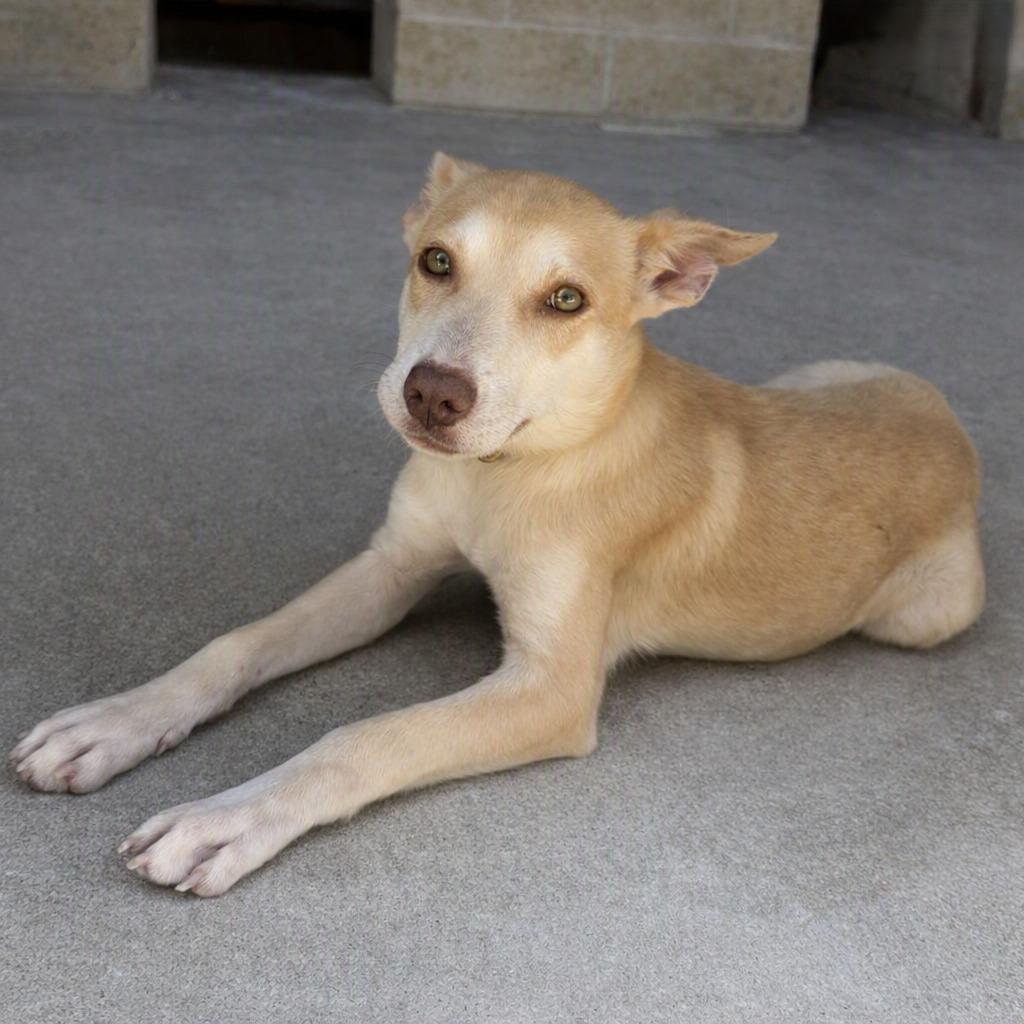 Diamond, a Adoptable mixed breed in Brenham, TX image 6/6