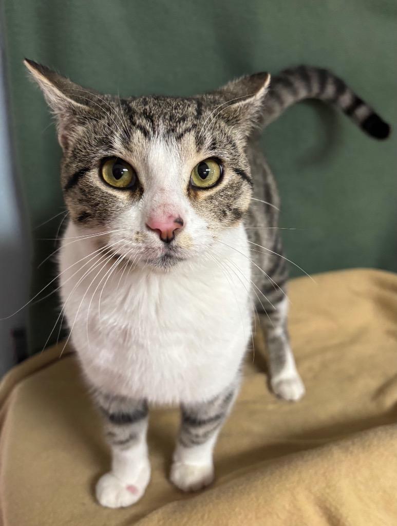 Enlarge Ralphie, a Adoptable mixed breed in Wabash, IN image 1/1