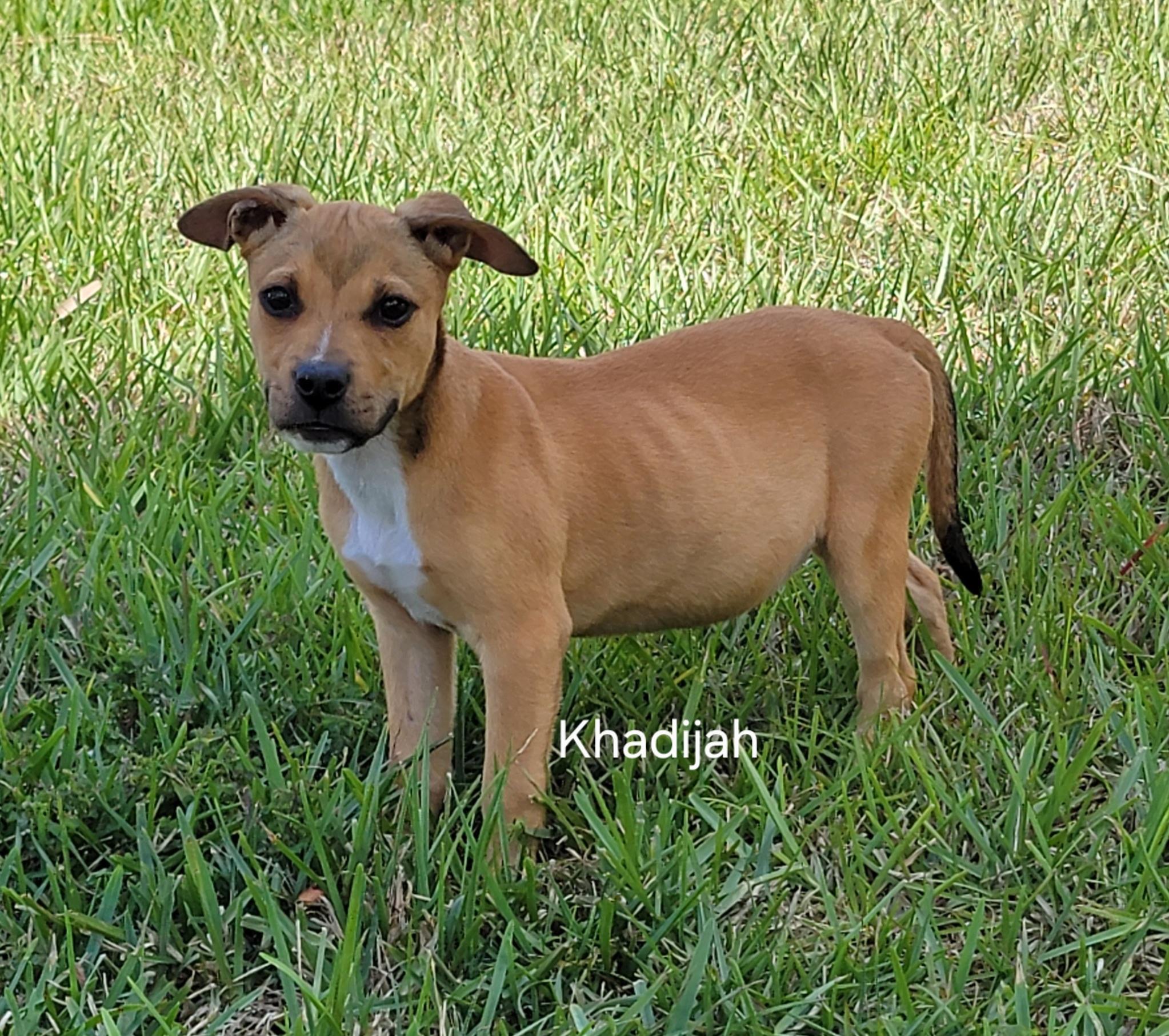 Khadijah , ADOPTABLE, Puppy Female Mixed Breed.