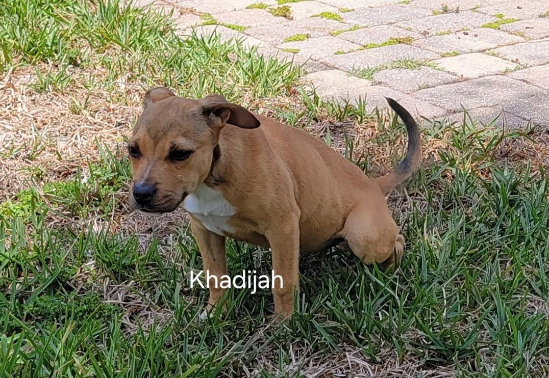 Khadijah , a ADOPTABLE mixed breed in St. Augustine, FL image 2/2
