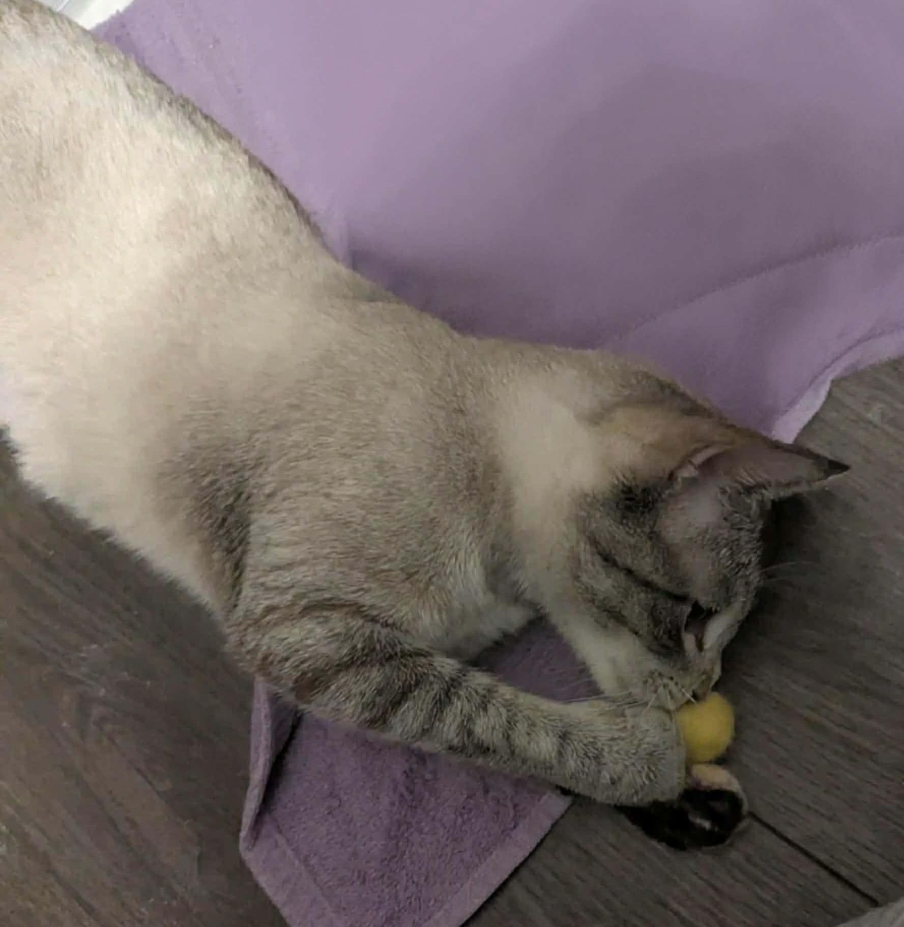 Enlarge Chamomile, an adopted mixed breed in Lake Orion, MI image 3/4