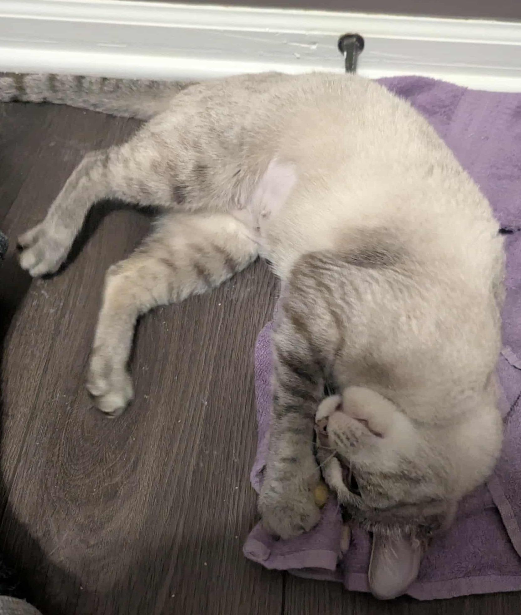 Enlarge Chamomile, an adopted mixed breed in Lake Orion, MI image 2/4