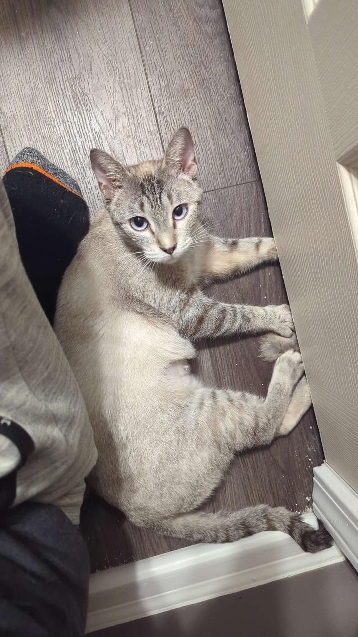 Enlarge Chamomile, an adopted mixed breed in Lake Orion, MI image 4/4