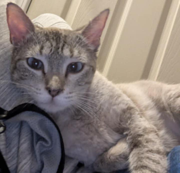 Chamomile, adopted, Adult Female Domestic Short Hair & Siamese.