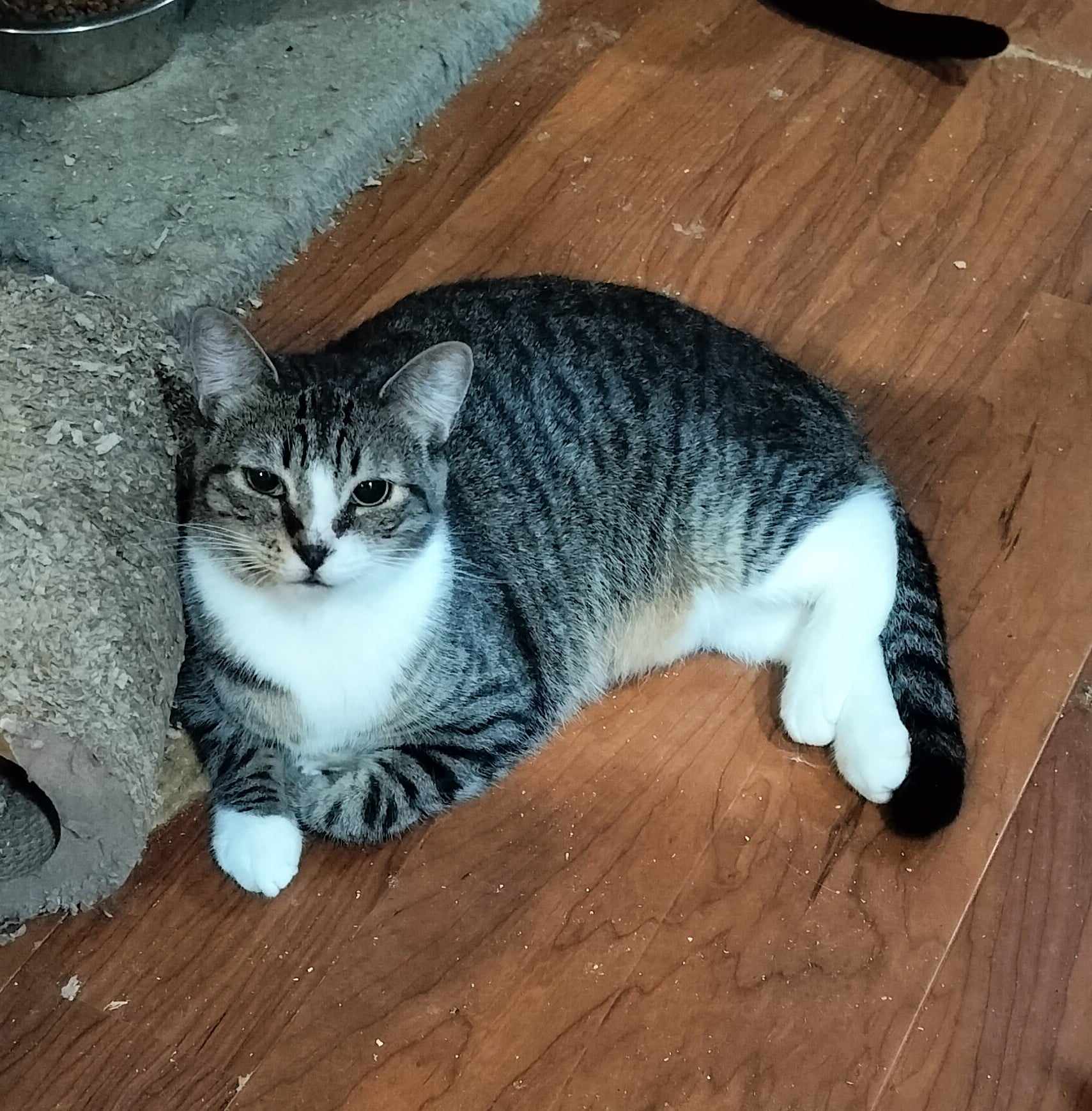 Enlarge STUART, a Adoptable mixed breed in HEMET, CA image 2/3