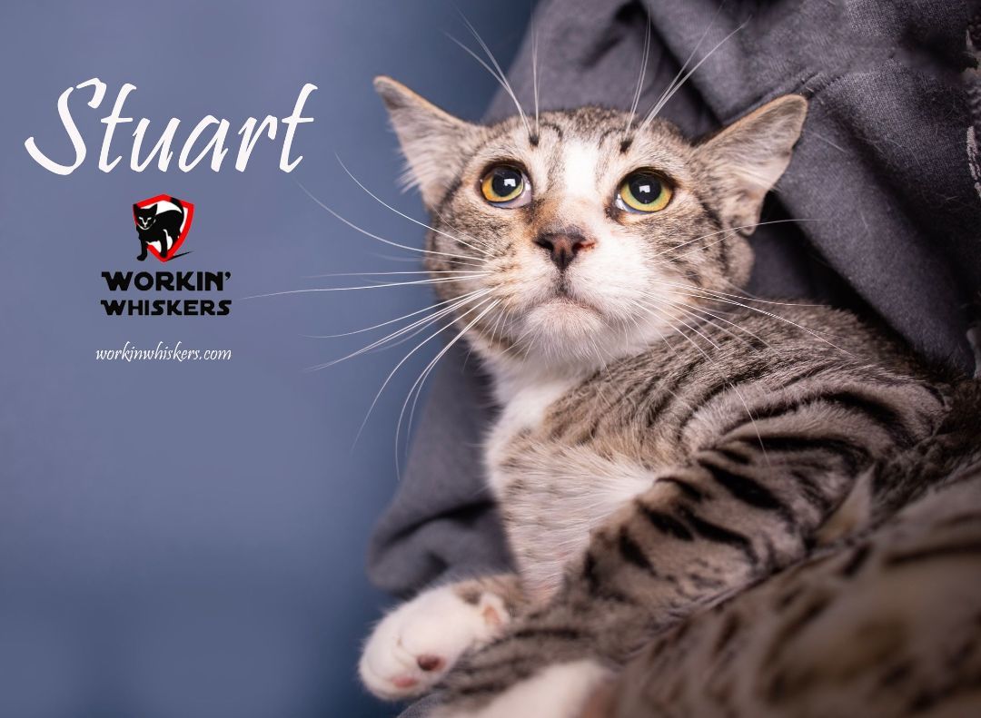 Enlarge STUART, a Adoptable mixed breed in HEMET, CA image 1/3
