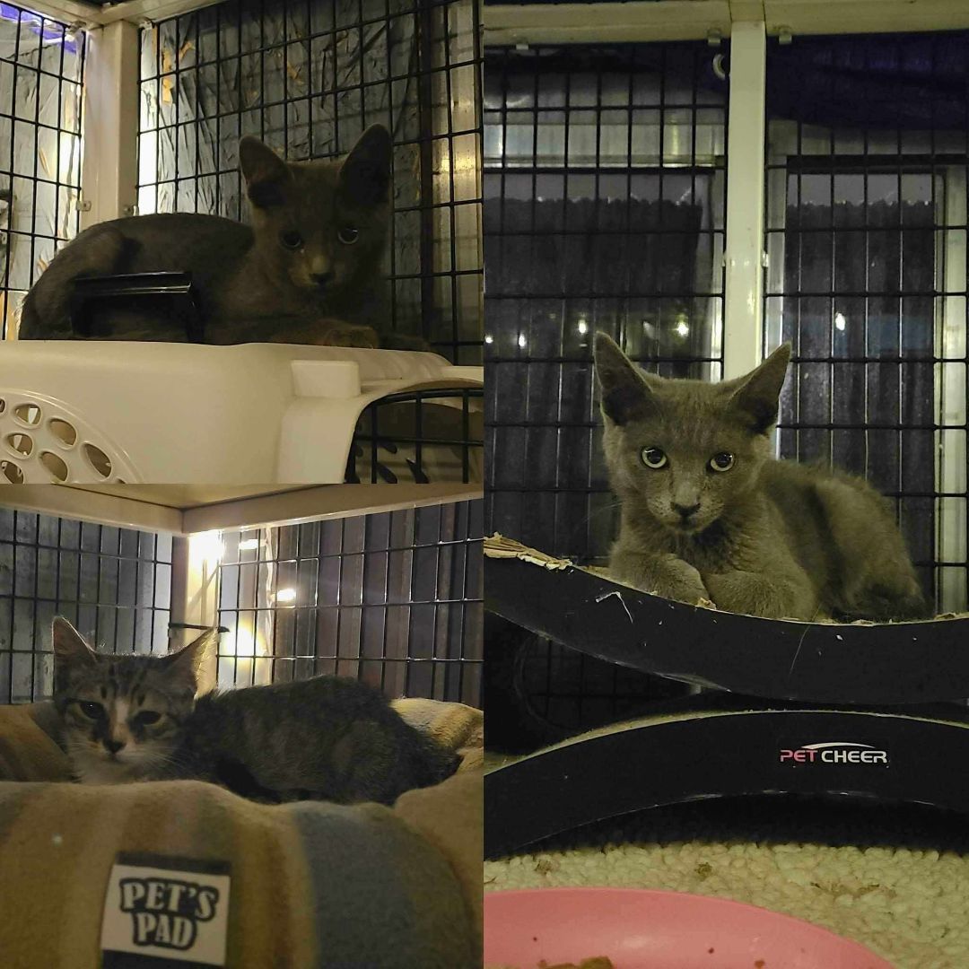 Enlarge STUART, a Adoptable mixed breed in HEMET, CA image 3/3