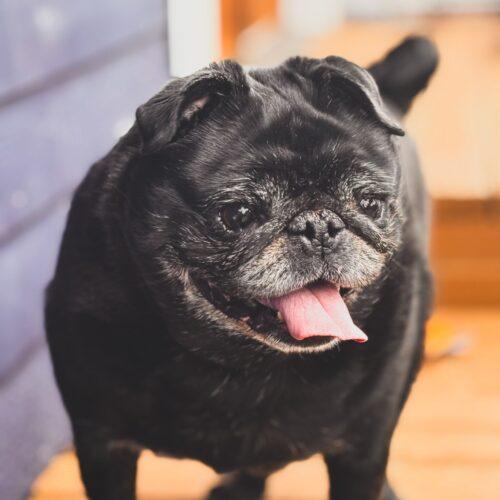 Monty, Adoptable, Adult Male Pug.